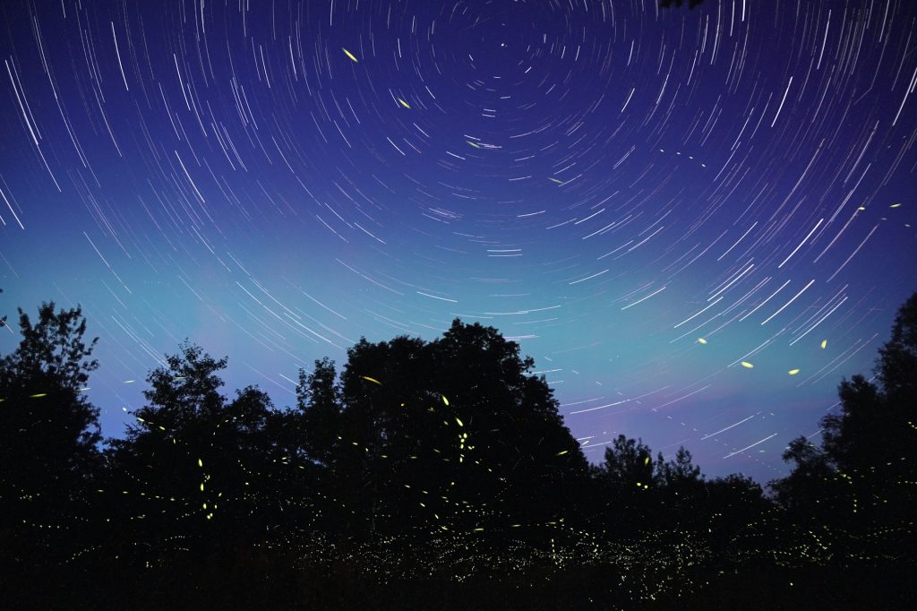 Traumhafte Aufnahmen von Kazuaki Koseki: Glühwürmchen verwandeln Japans Wälder in ein Lichtermeer