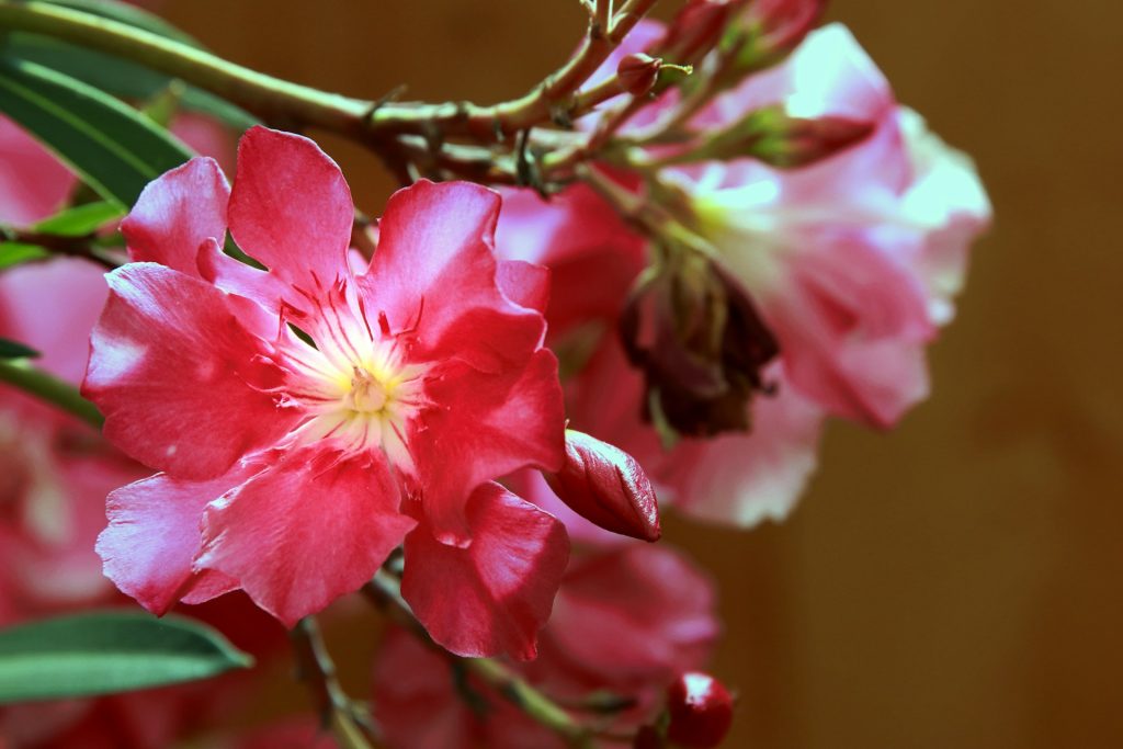 Oleander im Winter: So überwintern und pflegen Sie die Pflanze richtig