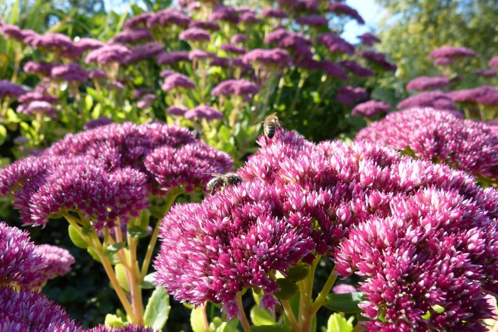 Fette Henne: Farbenfrohe Staude für den Herbstgarten