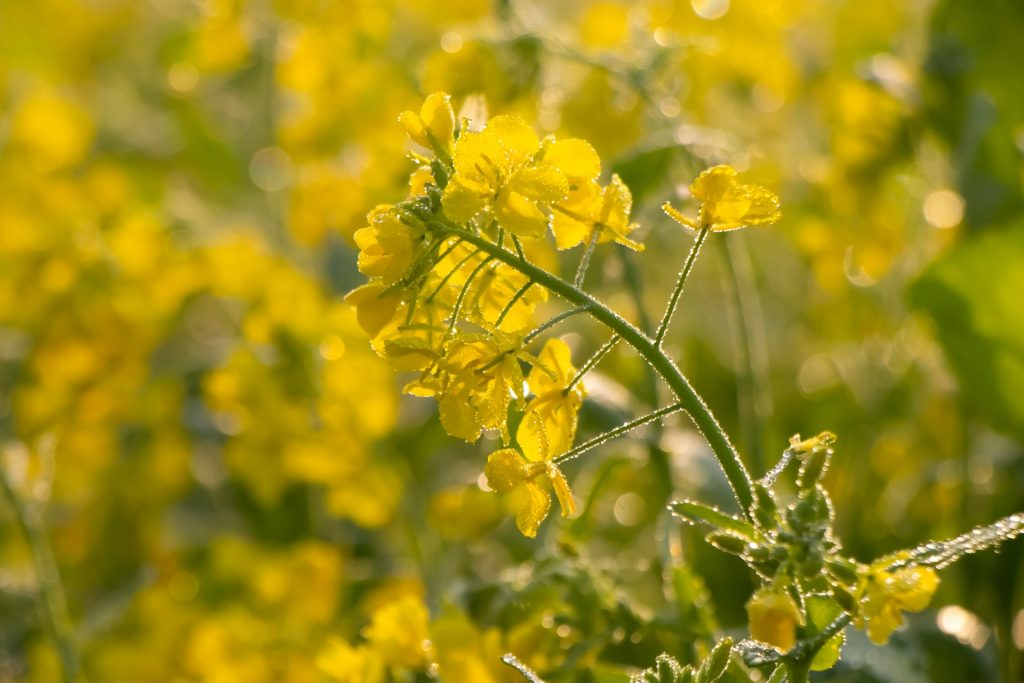 Senf im eigenen Garten: Einfach anzubauen und vielseitig verwendbar