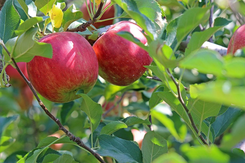 Apfelbäume im eigenen Garten: Sortenwahl, Pflanztipps und Bestäubung