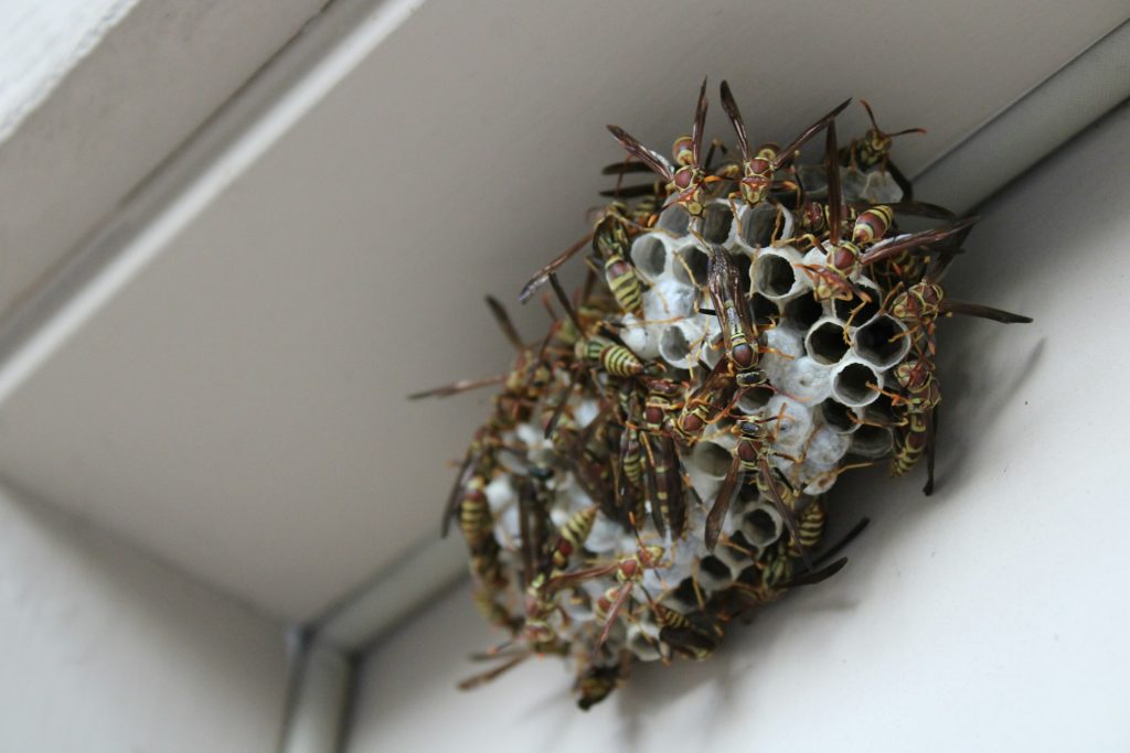 Umgang mit Insekten im Sommer: Von der Wespenplage zur globalen Bienenkrise